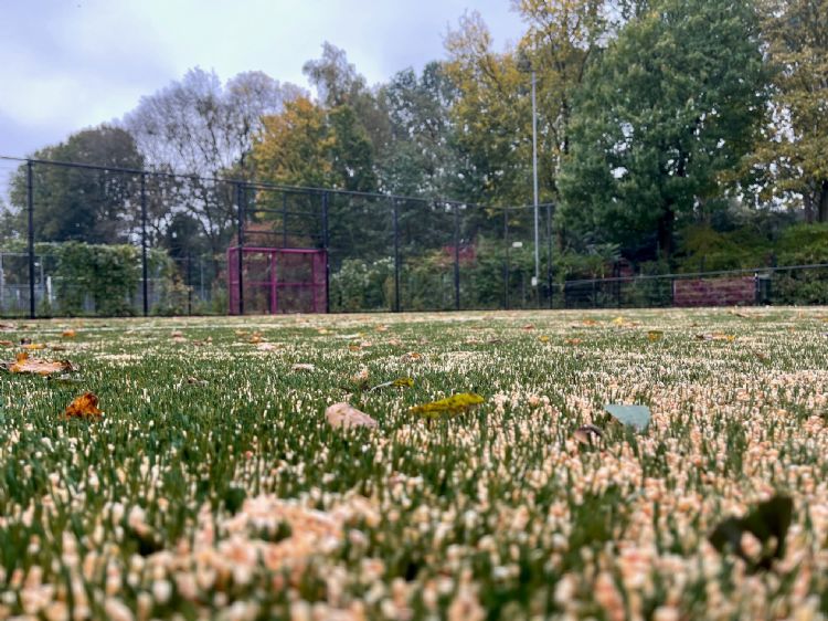 Het trapveldje bij sv Ommoord is ingestrooid met mais. Het trapveldje bij sv Ommoord is ingestrooid met mais.