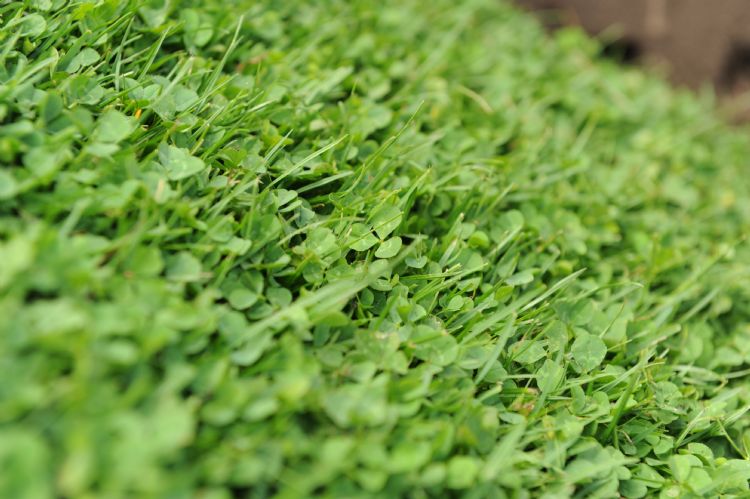 Microclover in combinatie met gras Microclover in combinatie met gras