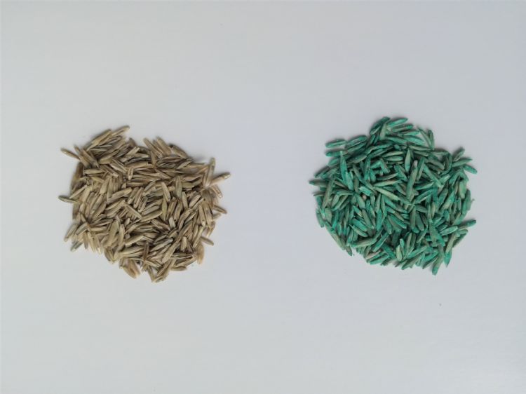 Met ProNitro gecoat zaad Met ProNitro gecoat zaad