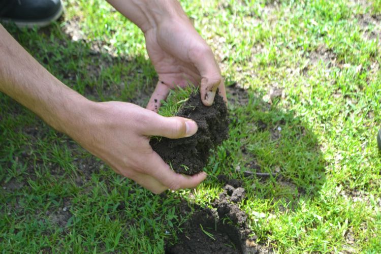 Wortelpakket bekijken van een pas ingezaaide mat. Wortelpakket bekijken van een pas ingezaaide mat.