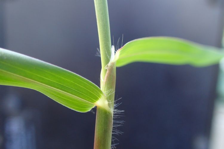 Opkomende soorten door klimaatverandering: hanenpoot, varkenskers en glad vingergras (afgebeeld op de foto) Opkomende soorten door klimaatverandering: hanenpoot, varkenskers en glad vingergras (afgebeeld op de foto)