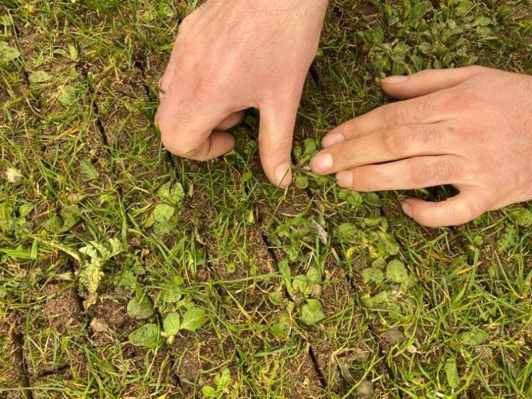 Doordat er in de lengte en breedte van het veld gereden wordt, is het onkruid nooit groter dan vier centimeter. Doordat er in de lengte en breedte van het veld gereden wordt, is het onkruid nooit groter dan vier centimeter.