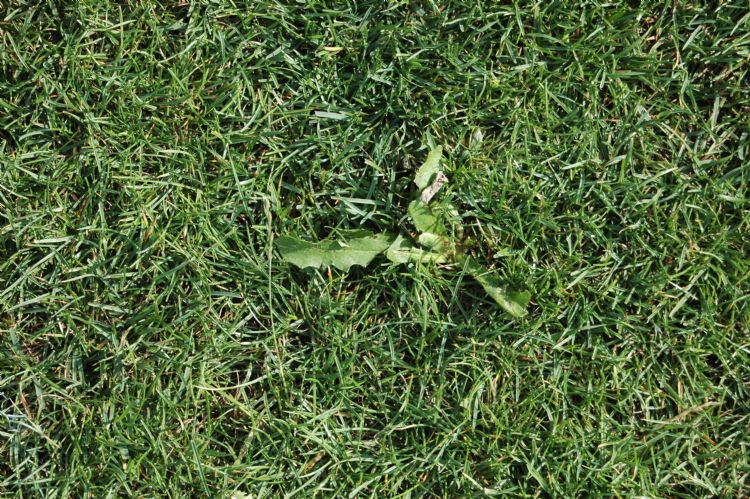 Moet de aannemer dit ongewenst kruidje bestrijden met een robot, of moet hij de grasmat nog beter onderhouden? Moet de aannemer dit ongewenst kruidje bestrijden met een robot, of moet hij de grasmat nog beter onderhouden?