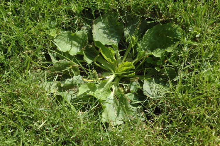 Weegbree. Voor Verhagen is dit een belangrijk signaalonkruid. Weegbree. Voor Verhagen is dit een belangrijk signaalonkruid.