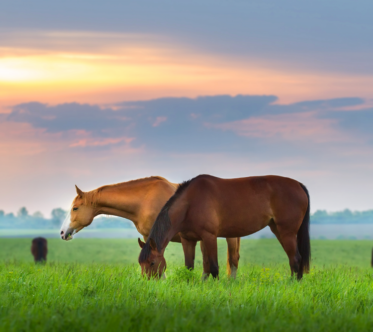 Voor hobbyboeren en paardenhouders is er een paardenmengsel, gebaseerd op het bestaande DSV VitaHorse GrassBalance.