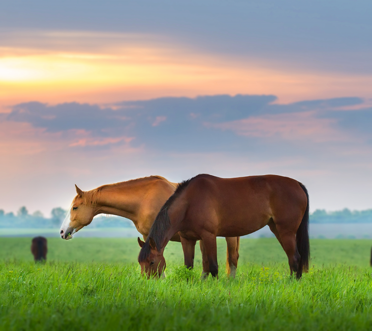 Voor hobbyboeren en paardenhouders is er een paardenmengsel, gebaseerd op het bestaande DSV VitaHorse GrassBalance. Voor hobbyboeren en paardenhouders is er een paardenmengsel, gebaseerd op het bestaande DSV VitaHorse GrassBalance.