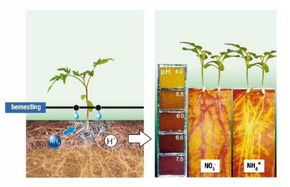 Het pH-effect van ammoniumgebruik versus nitraatgebruik.