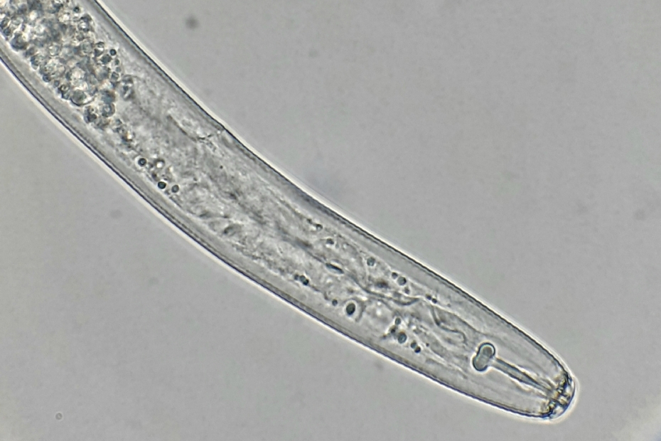 De kop van een <i>Pratylenchhus neglectus</i>