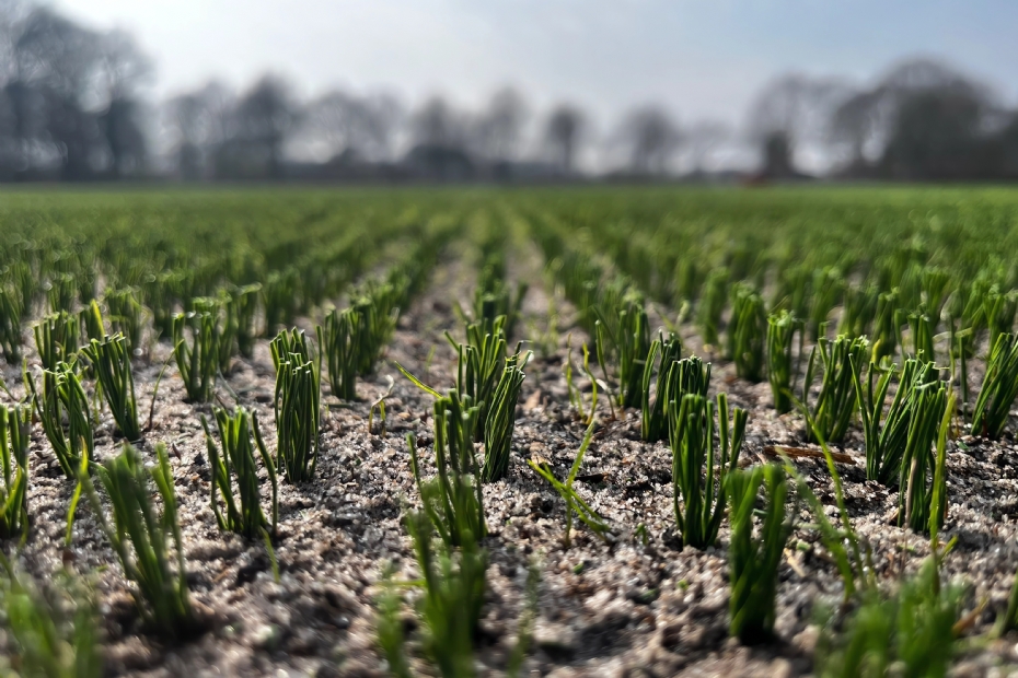 De gebundelde vezels steken een klein stukje boven de grond uit.